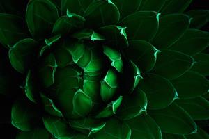 The agave plant shot by Nancy Crase (BS '69, microbiology) was illuminated by the light of an iPhone, using the myLite app.