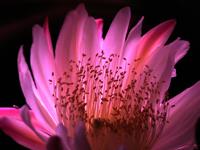 Crase has been using the photographic technique of light painting to capture flowers at night.