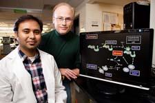 Microbiology professor Steven Blanke, right, with doctoral student Prashant Jain, and a colleague at Purdue University have found a mechanism linking 'Helicobacter pylori' infection, impairment of the mitochondria, and cell death. (Photo by L. Brian Stauffer)
