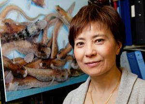 LAS animal biology professor Christina Cheng led a study that traced the evolution of a gene for an antifreeze protein in an Antarctic fish from the gene for a protein with an entirely different function. (Photo by L. Brian Stauffer)