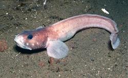 The researchers traced the evolution of a gene in the Antarctic eelpout (Lycodichthys dearborni) that enables it to survive in the icy waters of the Southern Ocean. (Photo by Christina Cheng)