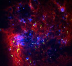 A color image of the Large Magellanic Cloud galaxy combining maps of neutral atomic hydrogen gas (red), hydrogen ionized by nearby young stars (blue), and new data from Wong's team which roughly trace dense clouds of molecular hydrogen (green). [Composite image produced by T. Wong, using data from the MCELS (C. Smith et al.), ATCA-LMC (S. Kim et al.), and MAGMA (T. Wong et al.) projects]