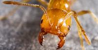 Antkey's distinctive photographs make it easy to identify an ant's most obvious features, like the mandibles of this Monomorium destructor. (Photo by Eli Sarnat)