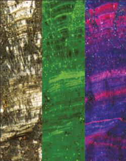 High-frequency layering in travertine (a type of limestone) from the last flow of water in the almost 2,000-year-old Anio Novus Roman aqueduct, from Duncan Keenan-Jones, Mayandi Sivaguru, Glenn Fried, and Bruce Fouke in the Bruce Fouke Lab.