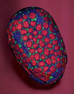 Live palisade mesophyll cell of Arabidopsis, by R. J. Cody Markelz, Andrew Leakey Lab.