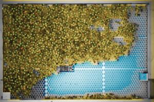 Barcoded honey bees, by Tim Gernat, Gene Robinson Lab.