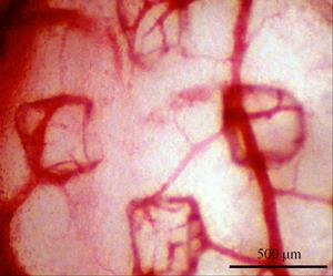 After the stamp is removed, its pattern is revealed in the pattern of blood vessels. (Photo courtesy of the Micro and Nanotechnology Lab)