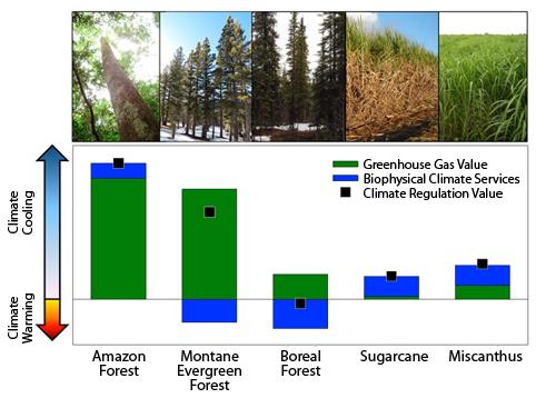 Tropical rainforests have an even greater climate cooling impact when biophysical attributes, such as evapotranspiration, are included in calculations. Other ecoregions, such as boreal forests, have less climate cooling potential when biophysical attributes are also considered. (Graphic by Kristina Anderson-Teixeira)