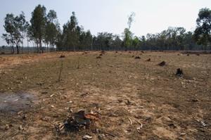 India reached its peak of deforestation in the mid-1970s, but forest management has since been decentralized and today trees in India are being regenerated faster than they are being cut down.