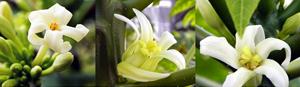 Researchers analyzed the sex chromosomes of papaya, which can produce male, female and/or hermaphrodite flowers. (Photo by L. Brian Stauffer and Rishi Aryal)