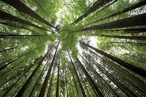 The Scholarship of Sustainability, a series held each spring, attracts students, faculty, and community members to engage in discussions about sustainability. (Photo courtesy of the School of Literatures, Cultures, and Linguistics)