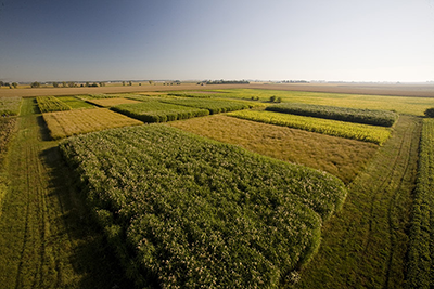 Biofuel crops grown at the University of Illinois. (Photo by L. Brian Stauffer.)