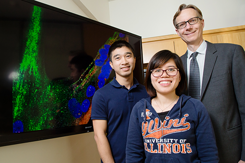 Graduate students, from left, Long Luu and Lien Nguyen, with Illlinois chemistry professor Steven Zimmerman, developed drug compounds that target three pathways associated with myotonic dystrophy type 1.(Photo by L. Brian Stauffer)