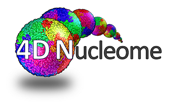 Researchers at Illinois along with their collaborators elsewhere will study cell nuclei as part of the National Institutes of Health Common Fund's recently unveiled 4D Nucleome Program. The nucleus of a cell contains DNA, the genetic 