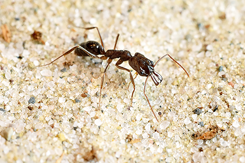 Fights for dominance among ants include antennae-boxing bouts at lightning speeds.