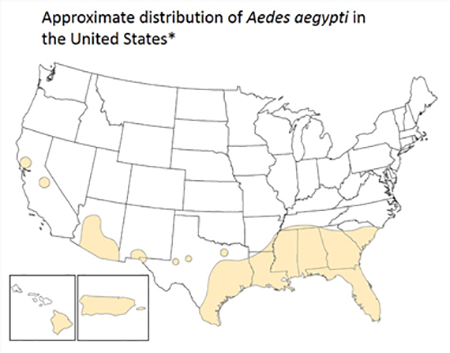 Approximate distribution of Aedes aegypti in the United States, based on currently available information (image courtesy of Centers for Disease Control and Prevention).