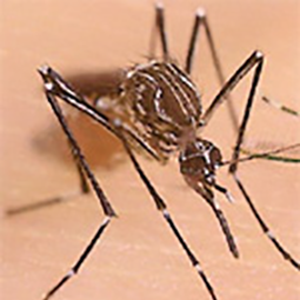 Aedes aegypti mosquitoes live in tropical and sub-tropical regions, including the southern United States (photo courtesy of Centers for Disease Control and Prevention).