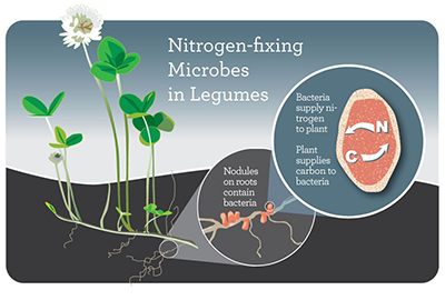 Soil microbes known as rhizobia supply much-needed nitrogen to legumes such as clover (Trifolium species). In return, legumes shelter the rhizobia in nodules on their roots and provide them with carbon. (Graphic by Julie McMahon)