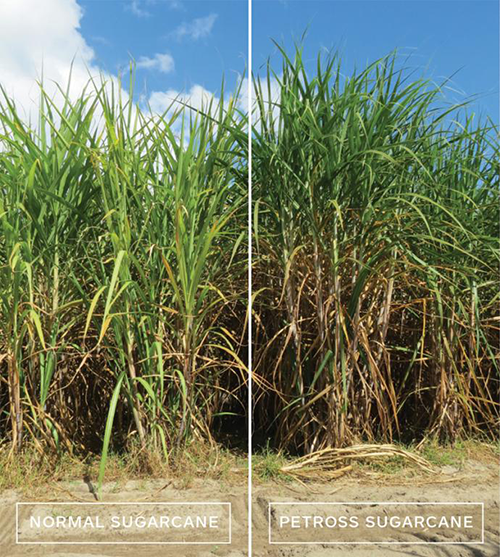 PETROSS sugarcane (right) is 20% more productive than normal sugarcane (left). PETROSS sugarcane is 17% taller with 43% more stems that are 18% thicker stems.(Image courtesy of Carl W. Woese Institute for Genomic Biology.)