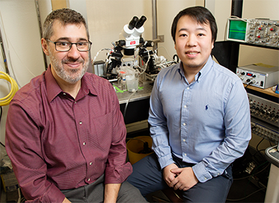 Psychology professor Joshua Gulley, left, graduate student Shuo Kang and their colleagues found that amphetamine abuse in young rats led to changes in dopamine signaling in the brain that persisted into adulthood. (Photo by L. Brian Stauffer.)