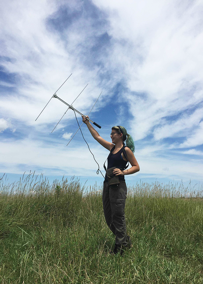 Sophomore Tessa Muriello tracked prairie chickens using radio telemetry. (Photo courtesy of Tessa Muriello.)