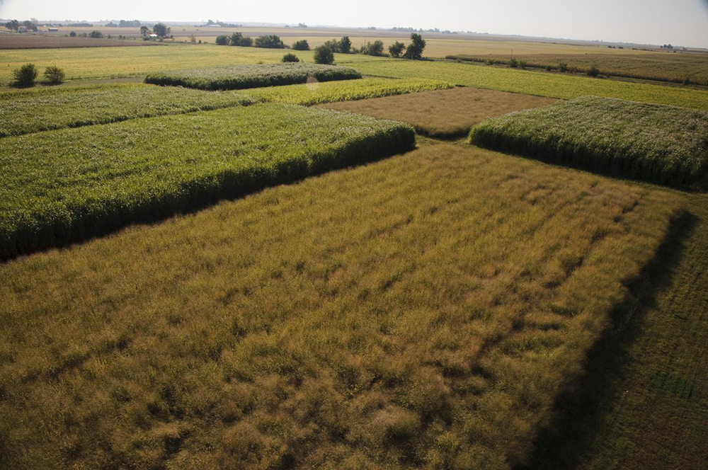 Miscanthus plots (left and right) tower over kitty-corner plots of switchgrass (top and bottom) at the University of Illinois Energy Farm.