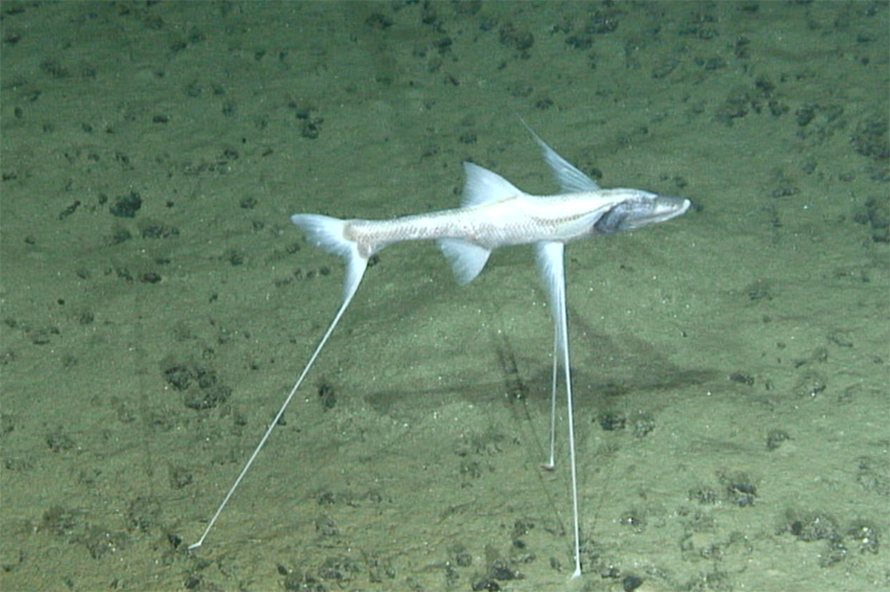 Seen from Alvin, a tripod fish, or stilt walker, known for perching itself over the floors of the deep sea, hunts for food. 