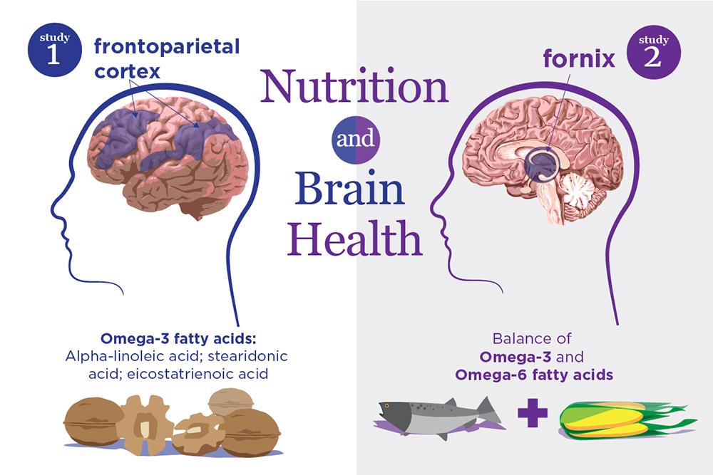New studies link specific nutrients to the structure and function of brain regions that are particularly sensitive to aging and neurodegenerative disease. (Graphic by Julie McMahon.) 