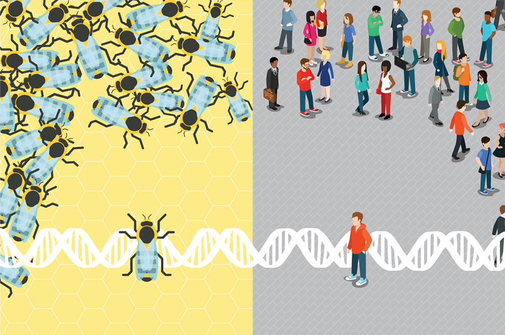 Socially unresponsive bees share something fundamental with autistic humans, new research finds. (Graphic by Mirhee Lee.) 