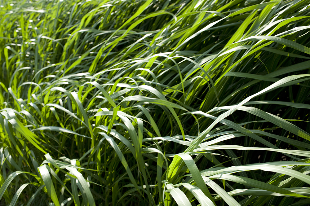University of Illinois research project Renewable Oil Generated with Ultra-productive Energycane (ROGUE) will transform energycane and Miscanthus (pictured) into sustainable sources of biodiesel and biojet fuel with support from the U.S. Department of Energy. (Photo by Don Hamerman/University of Illinois.)  
