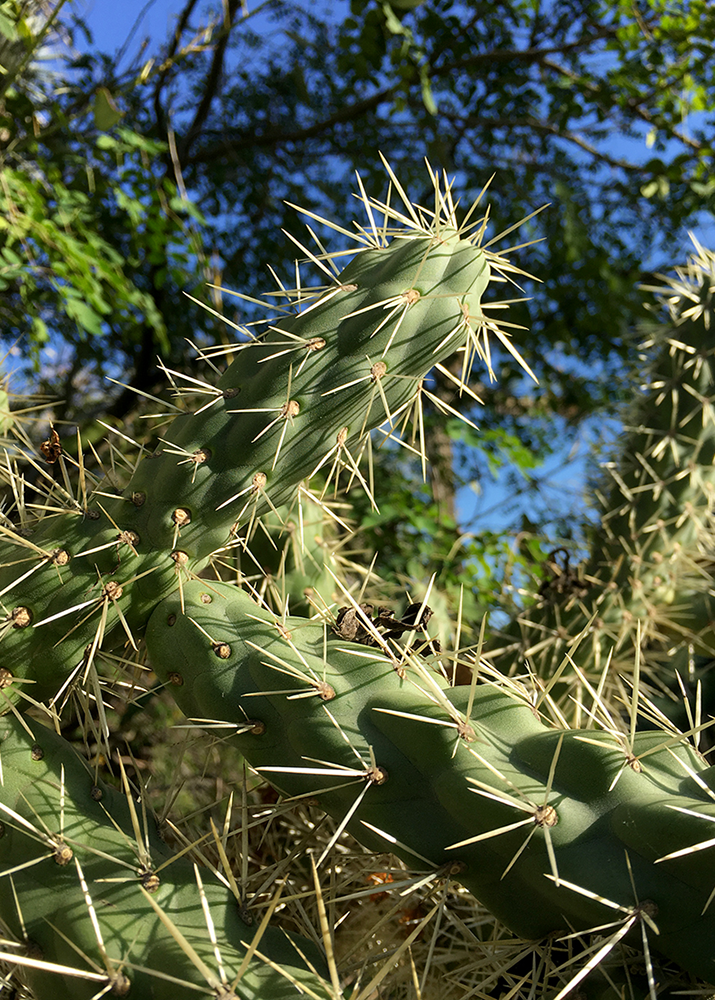 jumping cholla cactus