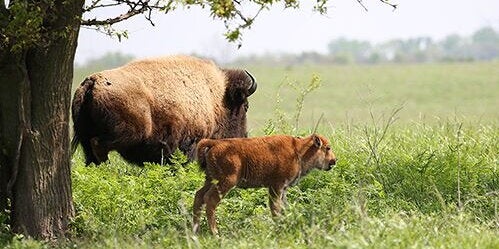 bison