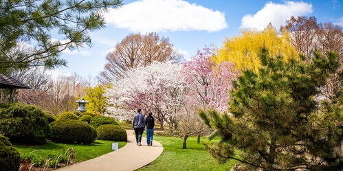 The University of Illinois Japan House while the cherry blossoms are in bloom