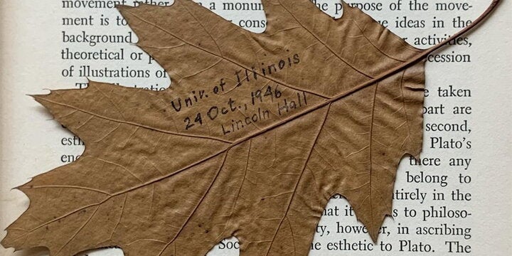 Oak leaf on page of book. 
