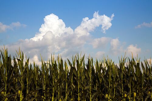 Researchers uncover long-term shortcomings in predicting corn yields