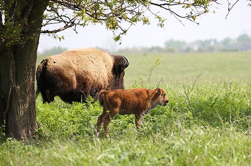 Bison