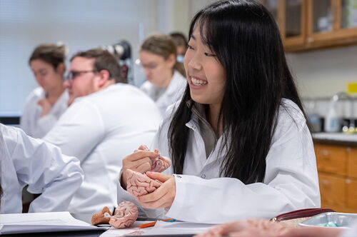 A student examines a model of a brain