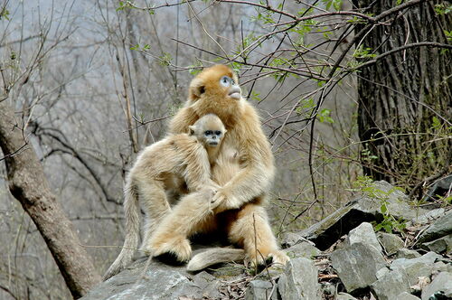 Asian colobine monkeys