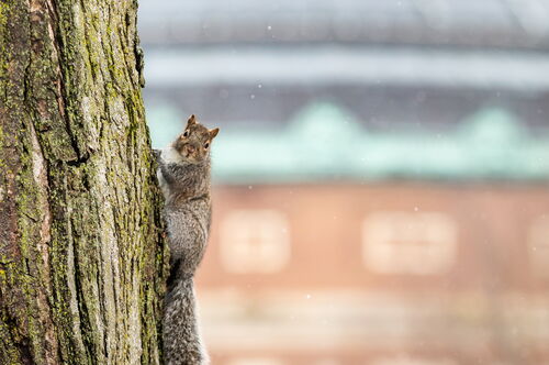 Squirrel
