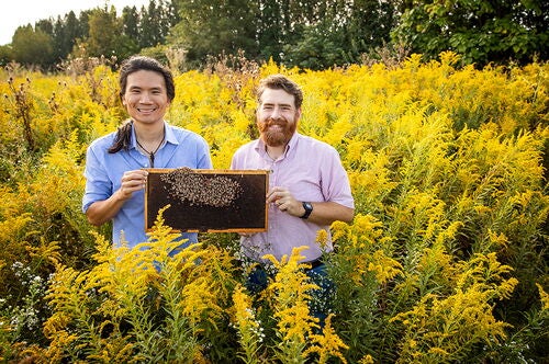 Honey bee researchers in a field