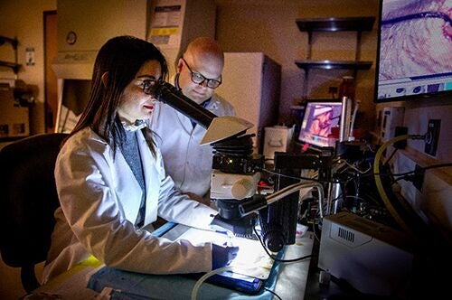 A faculty member conducts research