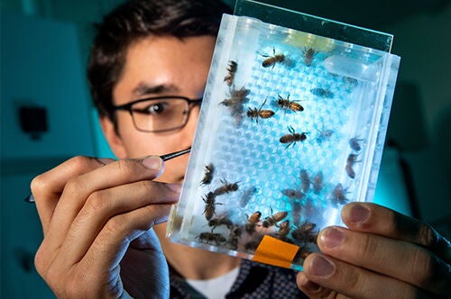 A student completes research on bees