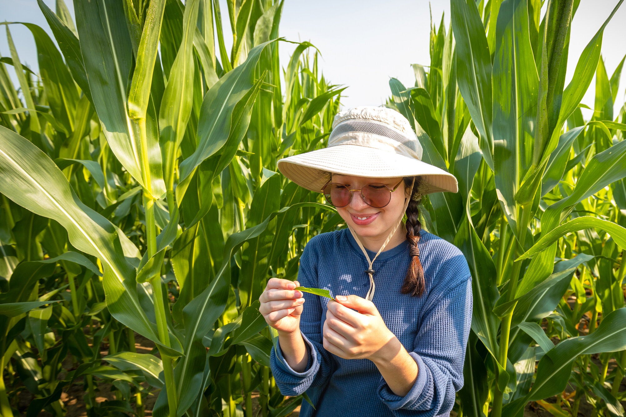 A student examines corn leaf as she completes undergraduate research