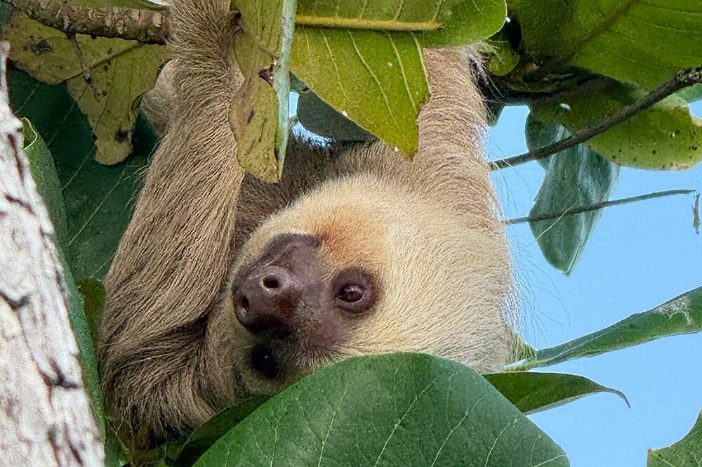 Sloth in the Panamanian forest