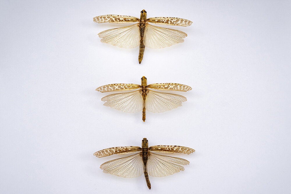 Grasshoppers with hindwings extended