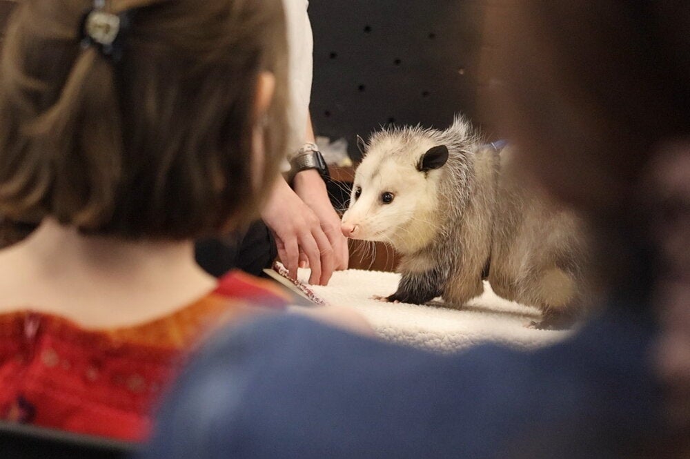 Students looking at an opossum