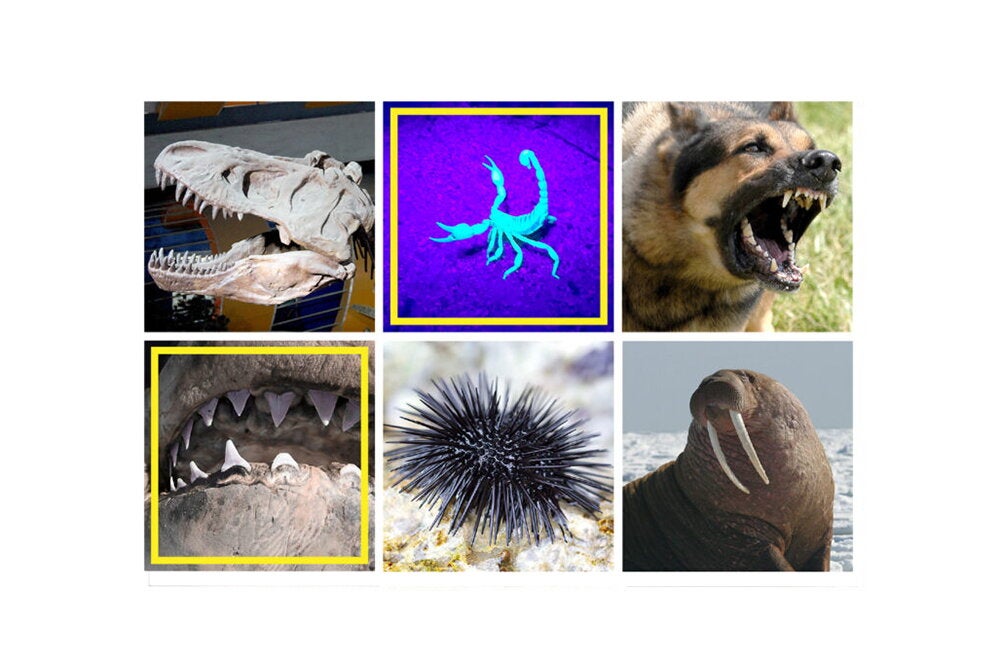 Various puncture tools on animals and insects
