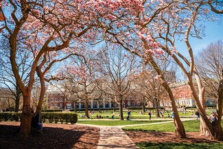 Cherry blossoms on the Main Quad 