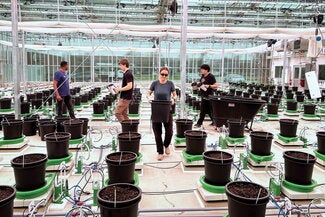 Researchers start the first experiment with sugarcane in the new Plant Biology Innovation Greenhouse. (Photo by John Hodge/CABBI.)
