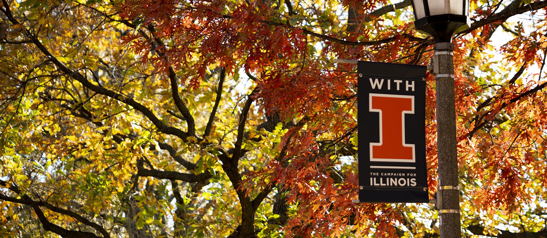A tree and a banner on a streetlight that says With I - the Campaign for Illinois